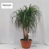 Нолина бранч d40 см h145 см Нолина бранч d40 см h145 см