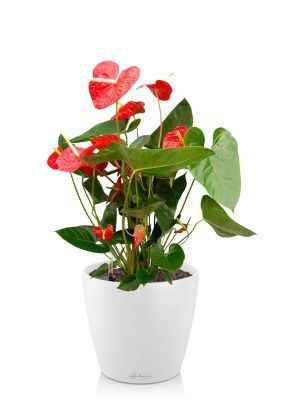 Антуриум Чемпион Красный в CLASSICO COLOR 21, белый Антуриум Чемпион Красный в CLASSICO COLOR 21, белый