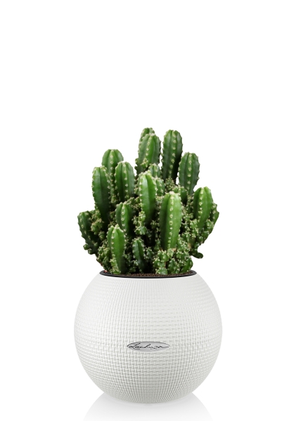 Кактус Цереус Полина 10/20 см в PURO 20