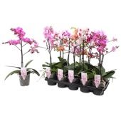 Фаленопсис Multi 1st Mix Branched 12+ (pannekoek) d12 см h47 см Фаленопсис Multi 1st Mix Branched 12+ (pannekoek) d12 см h47 см