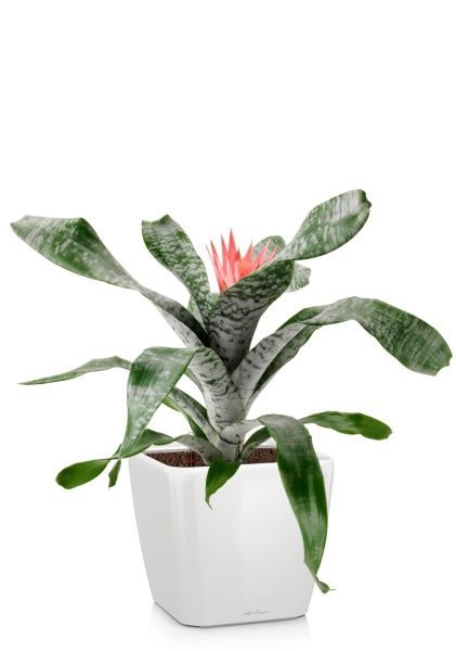 Эхмея 17/50 см в QUADRO LS 21 Эхмея 17/50 см в QUADRO LS 21