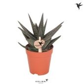 Хавортия Highness d9 см h20 см