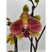 Фаленопсис 2 ствола Limited 28 - 14+ (phalaenova) d12 см h30 см