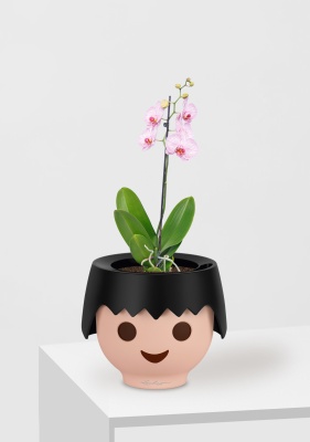 Орхидея Фаленопсис светло-розовая 12/60 см в OJO