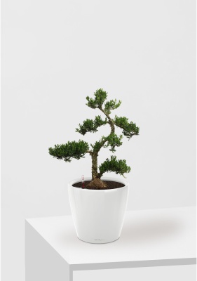 Бонсай Самшит 22/50 см в CLASSICO LS 28