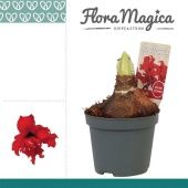 Гиппеаструм Kolibri Fanfare d9 см h20 см тип 1 Гиппеаструм Kolibri Fanfare d9 см h20 см тип 1