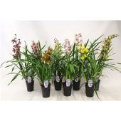 Цимбидиум 3 ствола микс d14 см h80 см тип 2 Цимбидиум 3 ствола микс d14 см h80 см тип 2