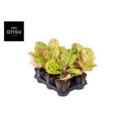 Аглаонема Эпл Фэнтези "Apple Fantasy" 12/35 см Аглаонема Эпл Фэнтези "Apple Fantasy" 12/35 см