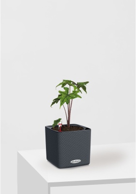 Алоказия Жаклин 12 см в CUBE Color 16 Алоказия Жаклин 12 см в CUBE Color 16