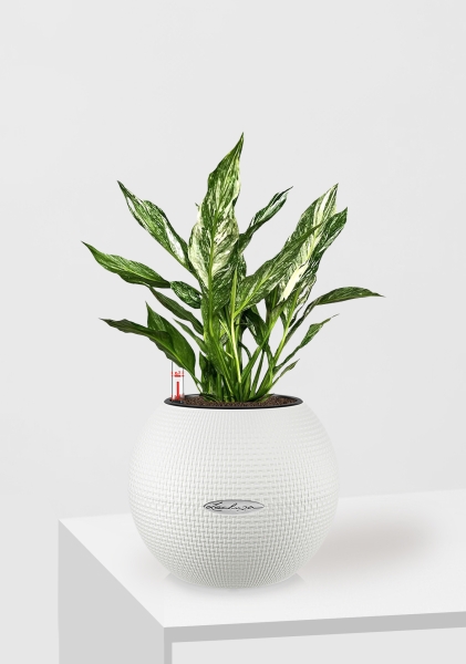 Спатифиллум вариегатный (без соцветий) 12/40 см в PURO 20