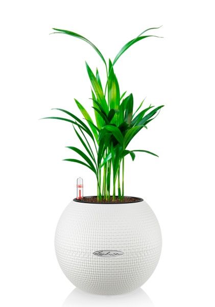 Хризалидокарпус в PURO 20