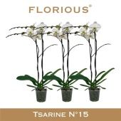 Фаленопсис 2 ствола White Grandiflora 18+ (florious) d15 см h90 см
