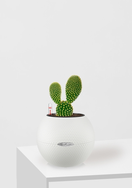 Опунция Мелковолосистая Паллида 6/12 см в PURO 20