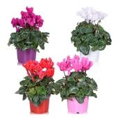 Цикламен Супер Аллюр Mix d12 см h25 см тип 3