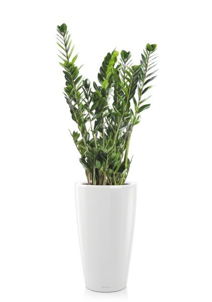 Замиокулькас 21/90 в RONDO 32 Замиокулькас 21/90 в RONDO 32