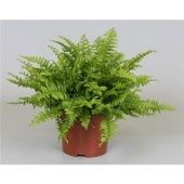 Нефролепис Бостон d12 см h30 см Нефролепис Бостон d12 см h30 см
