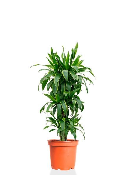 Драцена Артуро бранч 24/120 см