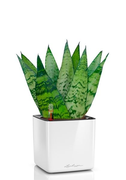 Сансевиерия Зейланика Фан 12/35 см в CUBE GLOSSY 14