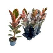 Фикус Эластика Бейлиз 1 ствол d17 см h60 см