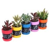 Суккуленты микс In Colour Pot d6 см h13 см