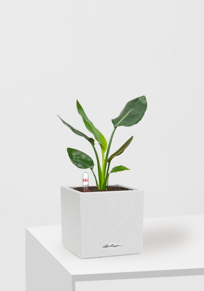 Стрелиция Регина в CANTO STONE 14