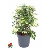 Шеффлера Тринити d27 см h80 см