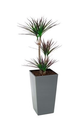 Драцена Маргината Маджента 3 ствола 21/110 см в Finezja 30x30, серый бетон