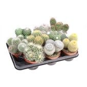 Кактусы микс d10.5 см h15 см тип 1 Кактусы микс d10.5 см h15 см тип 1