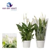 Спатифиллум Беллини 6+ цветов (ultimo) d13 см h40 см