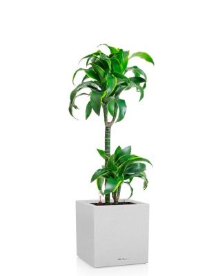 Драцена Дорадо 2 ствола 19/100 см в CANTO STONE LOW 30, песочный белый