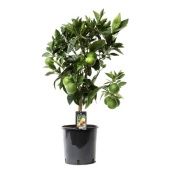 Цитрус Красный апельсин d22 см h75 см