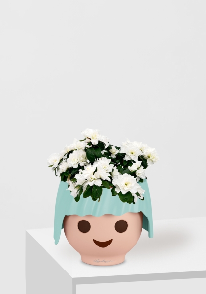 Азалия индика белая 12/25 см в OJO Азалия индика белая 12/25 см в OJO