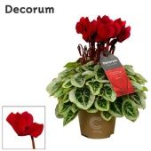 Цикламен Wine Red Cozy d11 см h20 см Цикламен Wine Red Cozy d11 см h20 см