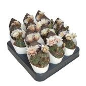 Гимнокалициум Quehlianum Potcover d6.5 см h8 см