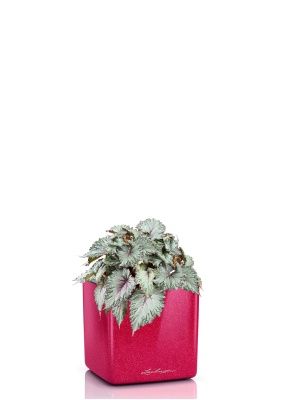 Бегония Белиф Хавайн Сильвер 13/25 см в CUBE GLOSSY KISS 14, вишнево-розовый блестящий