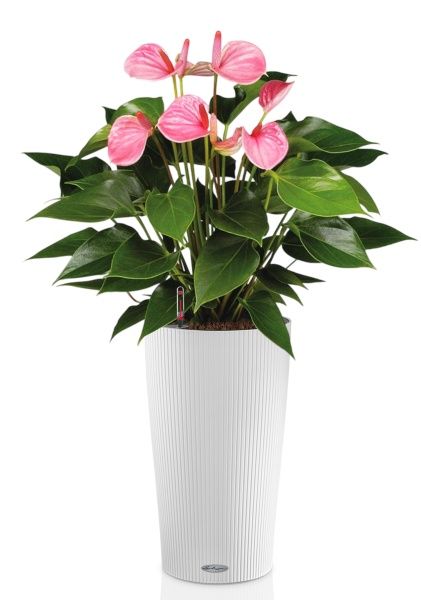 Антуриум Андрианум розовый 17/60 см в CILINDRO 23