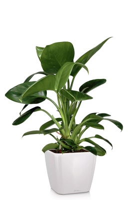 Филодендрон Грин Принцесс 17/60 см в QUADRO LS 28, белый блестящий