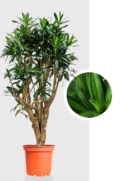 Драцена Песнь Ямайке 24/120 см