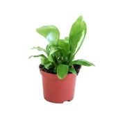 Асплениум Нидус d8.5 см h20 см