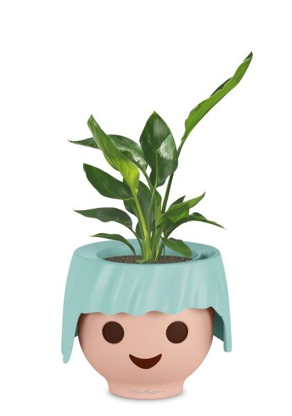 Стрелиция Регина в OJO