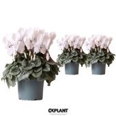 Цикламен Рембрант белый d12 см h25 см Цикламен Рембрант белый d12 см h25 см