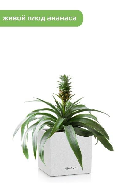 Ананас в CANTO STONE 14
