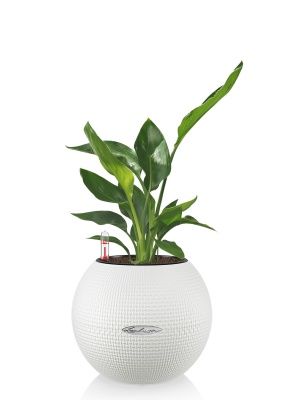 Стрелиция Николай в PURO 20, белый 