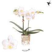 Фаленопсис 2 ствола Norway 22+ (ok) d9 см h40 см Фаленопсис 2 ствола Norway 22+ (ok) d9 см h40 см