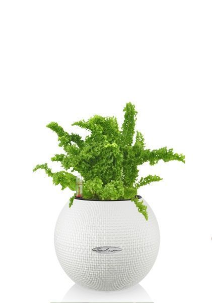 Папоротник Нефролепис Возвышенный в PURO 20 Папоротник Нефролепис Возвышенный в PURO 20