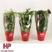 Эсхинантус Микс d15 см h35 см Эсхинантус Микс d15 см h35 см