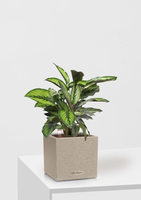 Калатея Принцепс в CANTO STONE 14, светло-бежевый