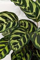 Калатея Макояна 12/35 см в PURO 20 Калатея Макояна 12/35 см в PURO 20