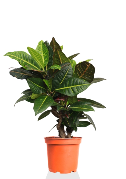 Кротон (Кодиеум) Петра 21/60 см