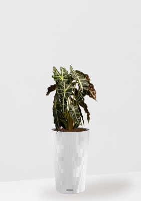 Алоказия Полли 17/50 см в CILINDRO 23